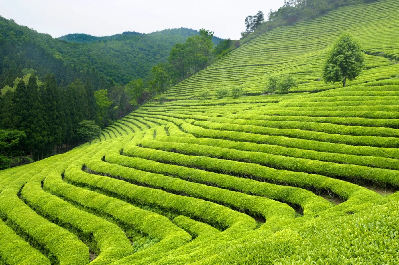 Tea